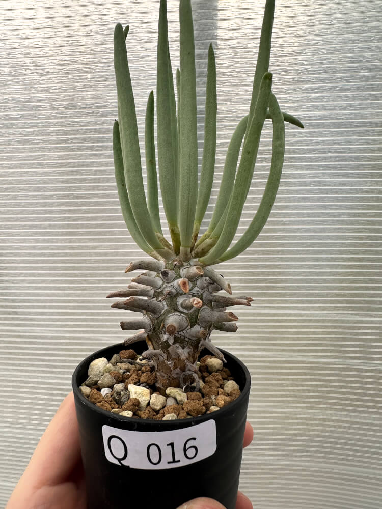 現品限り】チレコドン・ワリチー【Q16】 Tylecodon wallichii 塊根植物