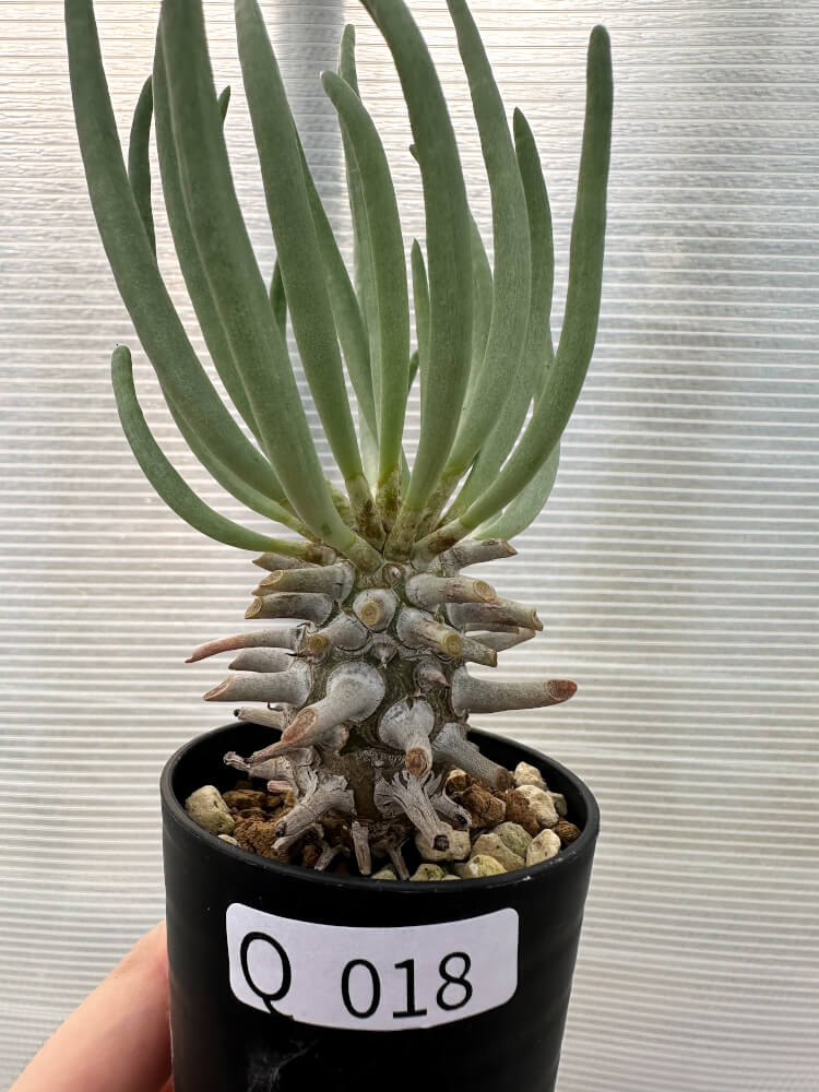 現品限り】チレコドン・ワリチー【Q18】 Tylecodon wallichii 塊根植物