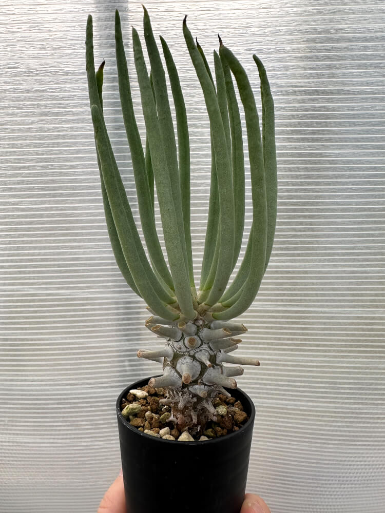【現品限り】チレコドン・ワリチー【Q19】 Tylecodon wallichii