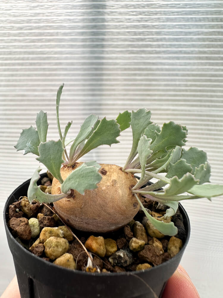 【現品限り】オトンナ・カカリオイデス 現地株 発根済み【Q21】 Othonna cacalioides