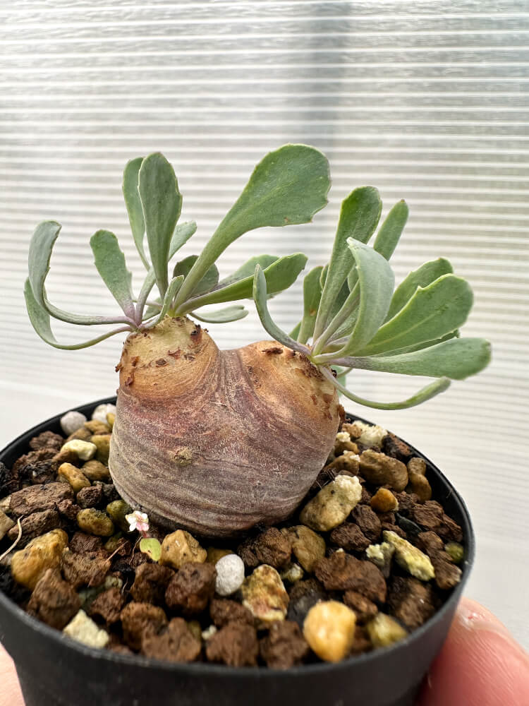 【現品限り】オトンナ・カカリオイデス 現地株 発根済み【Q22】 Othonna cacalioides