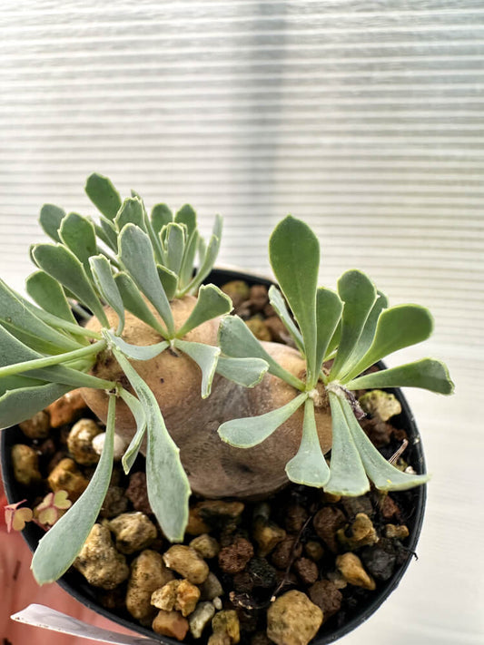 【現品限り】オトンナ・カカリオイデス 現地株 発根済み【Q23】 Othonna cacalioides