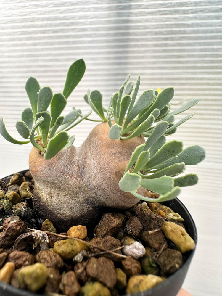 【現品限り】オトンナ・カカリオイデス 現地株 発根済み【Q23】 Othonna cacalioides