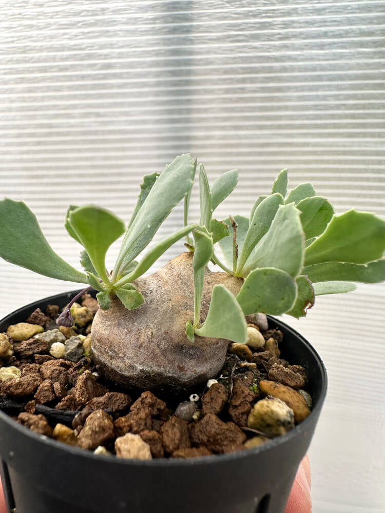 【現品限り】オトンナ・カカリオイデス 現地株 発根済み【Q24】 Othonna cacalioides