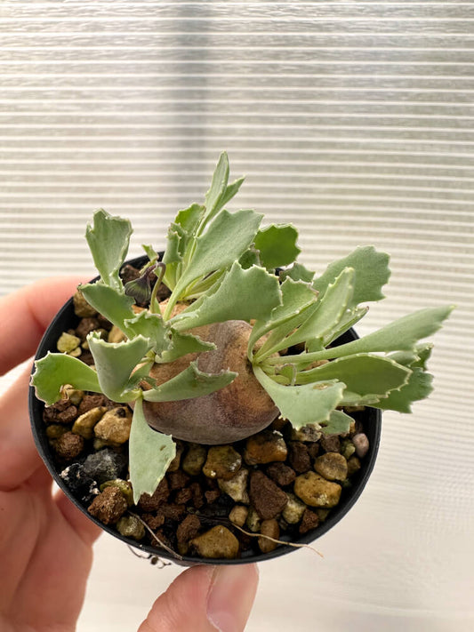 【現品限り】オトンナ・カカリオイデス 現地株 発根済み【Q26】 Othonna cacalioides