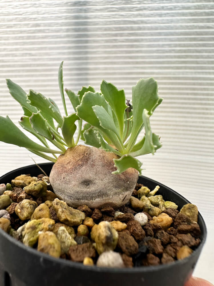 【現品限り】オトンナ・カカリオイデス 現地株 発根済み【Q26】 Othonna cacalioides