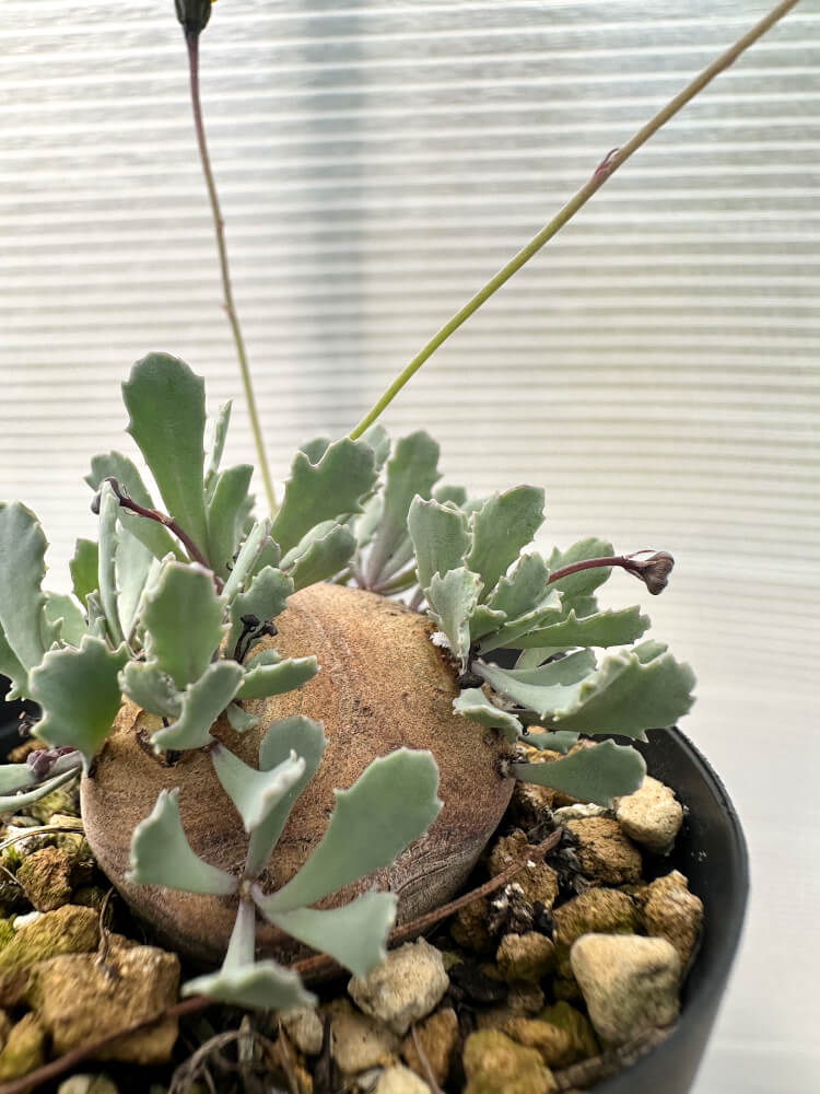 【現品限り】オトンナ・カカリオイデス 現地株 発根済み【Q29】 Othonna cacalioides