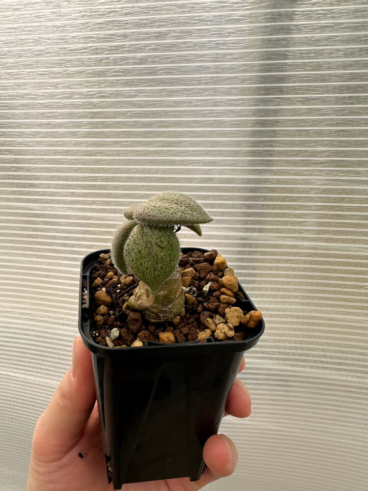 【現品限り】チレコドン・ノルティ【Q2】 Tylecodon nolteei