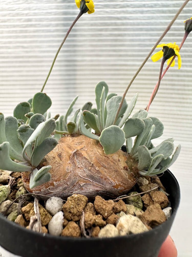 【現品限り】オトンナ・カカリオイデス 現地株 発根済み【Q30】 Othonna cacalioides