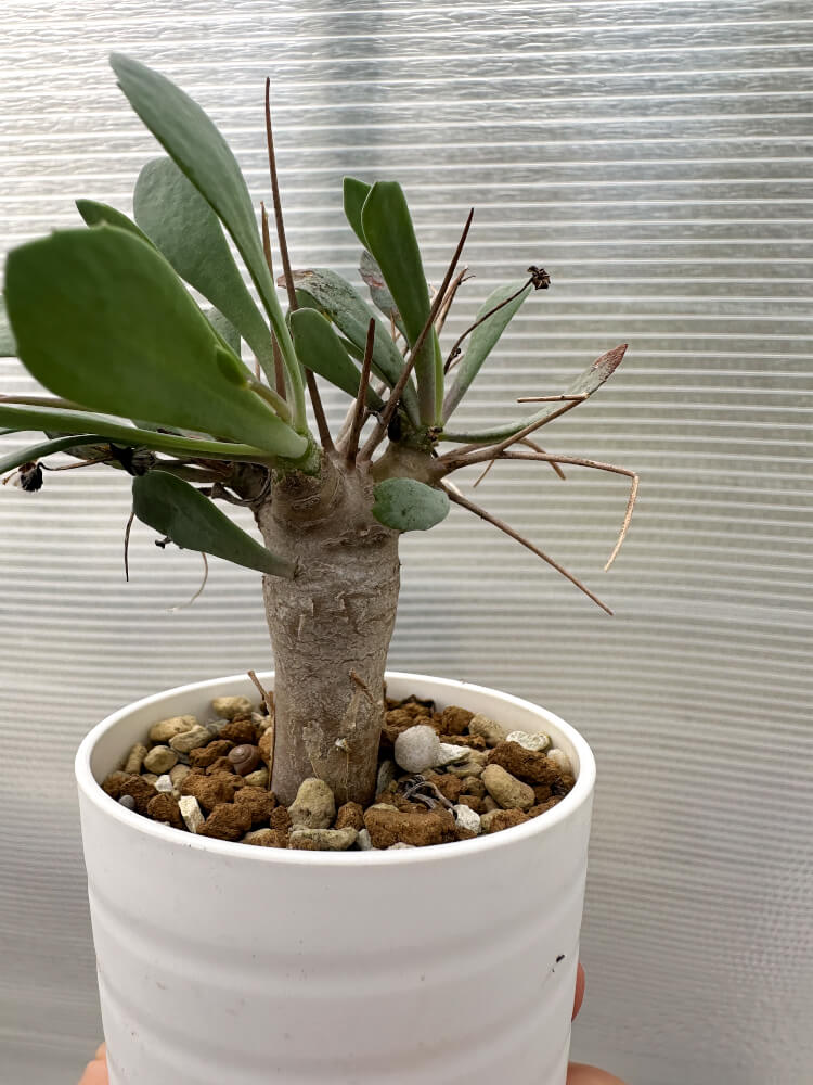 【現品限り】オトンナ・ユーフォルビオイデス【Q31】 Othonna euphorbioides