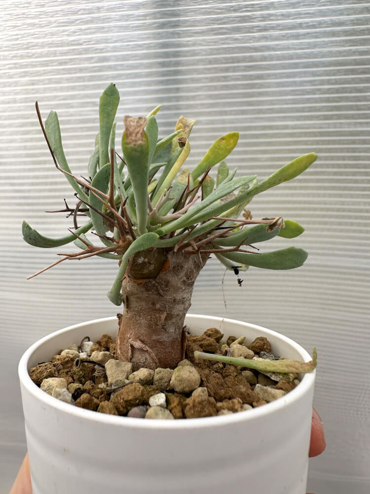 【現品限り】オトンナ・ユーフォルビオイデス【Q33】 Othonna euphorbioides