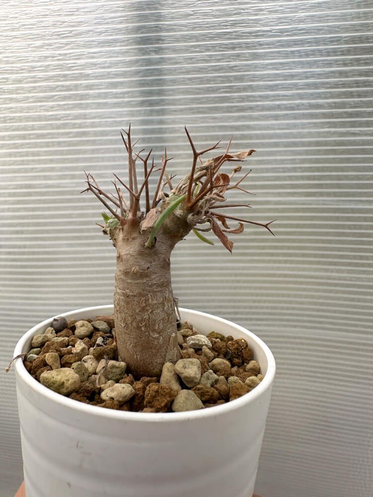 【現品限り】オトンナ・ユーフォルビオイデス【Q34】 Othonna euphorbioides