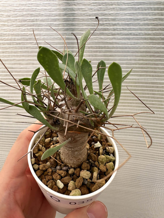 【現品限り】オトンナ・ユーフォルビオイデス【Q35】 Othonna euphorbioides