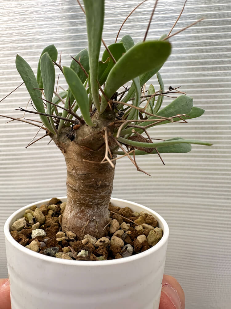 【現品限り】オトンナ・ユーフォルビオイデス【Q35】 Othonna euphorbioides