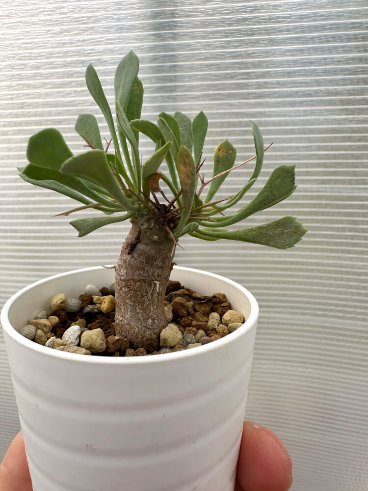 【現品限り】オトンナ・ユーフォルビオイデス【Q36】 Othonna euphorbioides