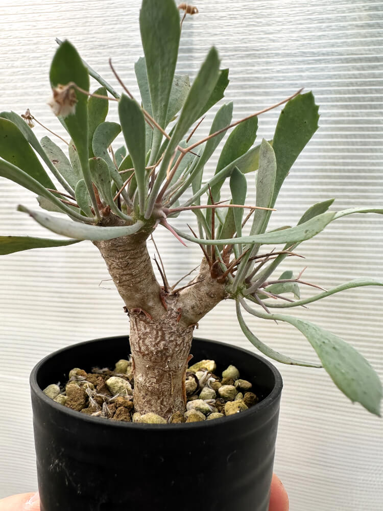 【現品限り】オトンナ・ユーフォルビオイデス【Q38】 Othonna euphorbioides