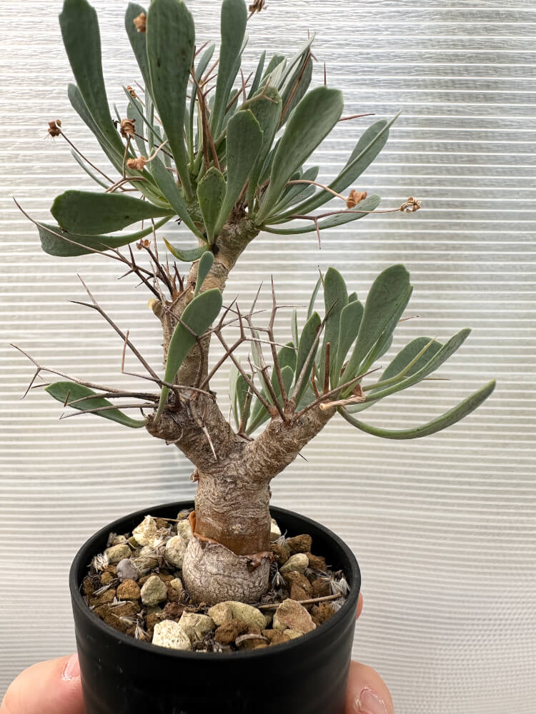 【現品限り】オトンナ・ユーフォルビオイデス【Q39】 Othonna euphorbioides
