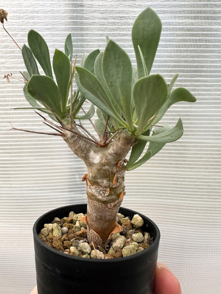 【現品限り】オトンナ・ユーフォルビオイデス【Q40】 Othonna euphorbioides