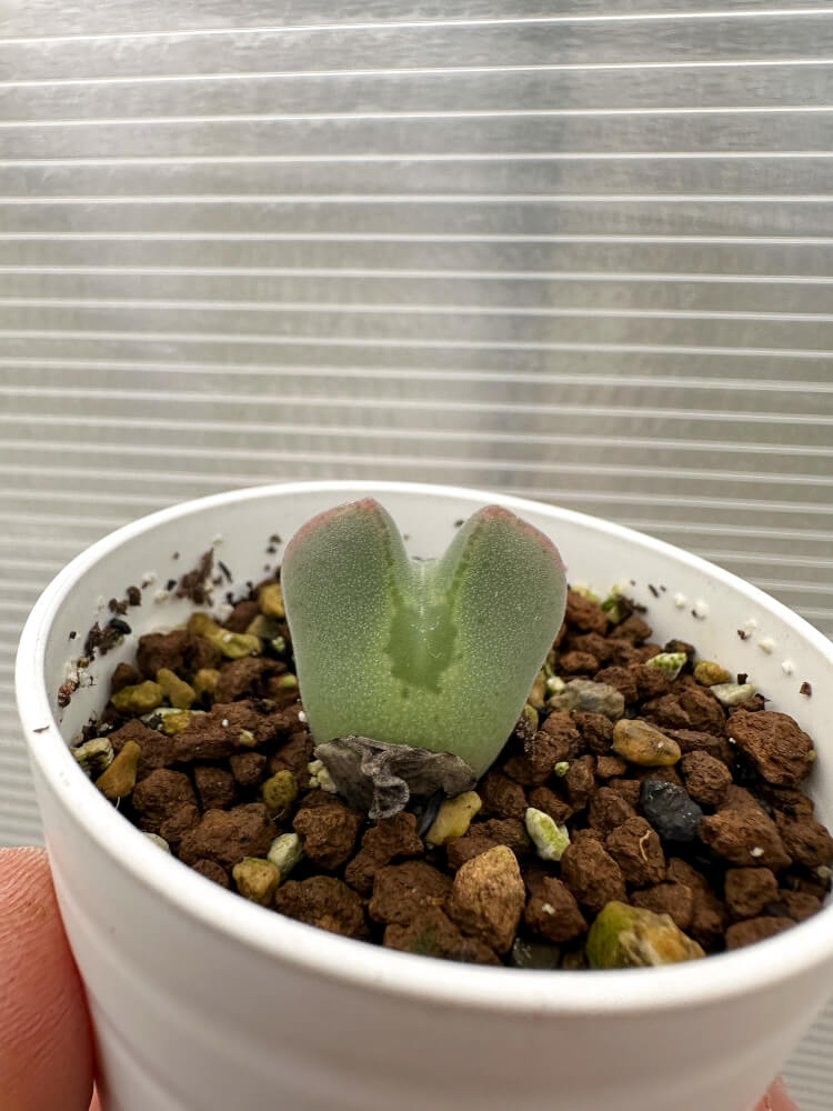 【現品限り】コノフィツム・レガレ SB793【Q46】 Conophytum regale