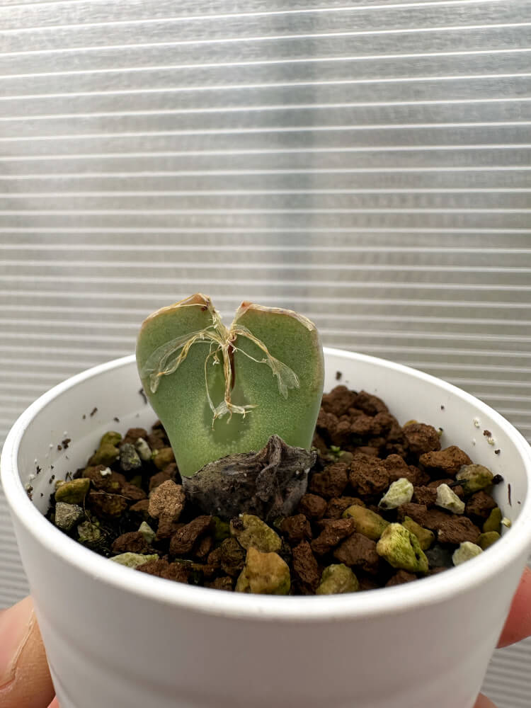 【現品限り】コノフィツム・レガレ SB793【Q47】 Conophytum regale