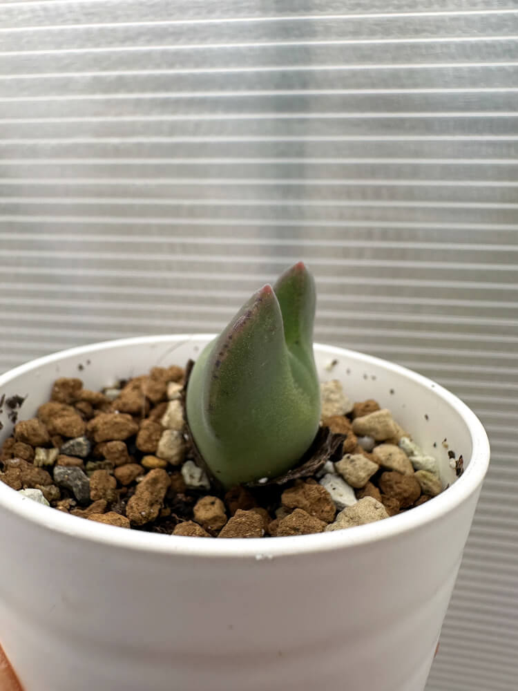 【現品限り】コノフィツム・レガレ SB793【Q49】 Conophytum regale