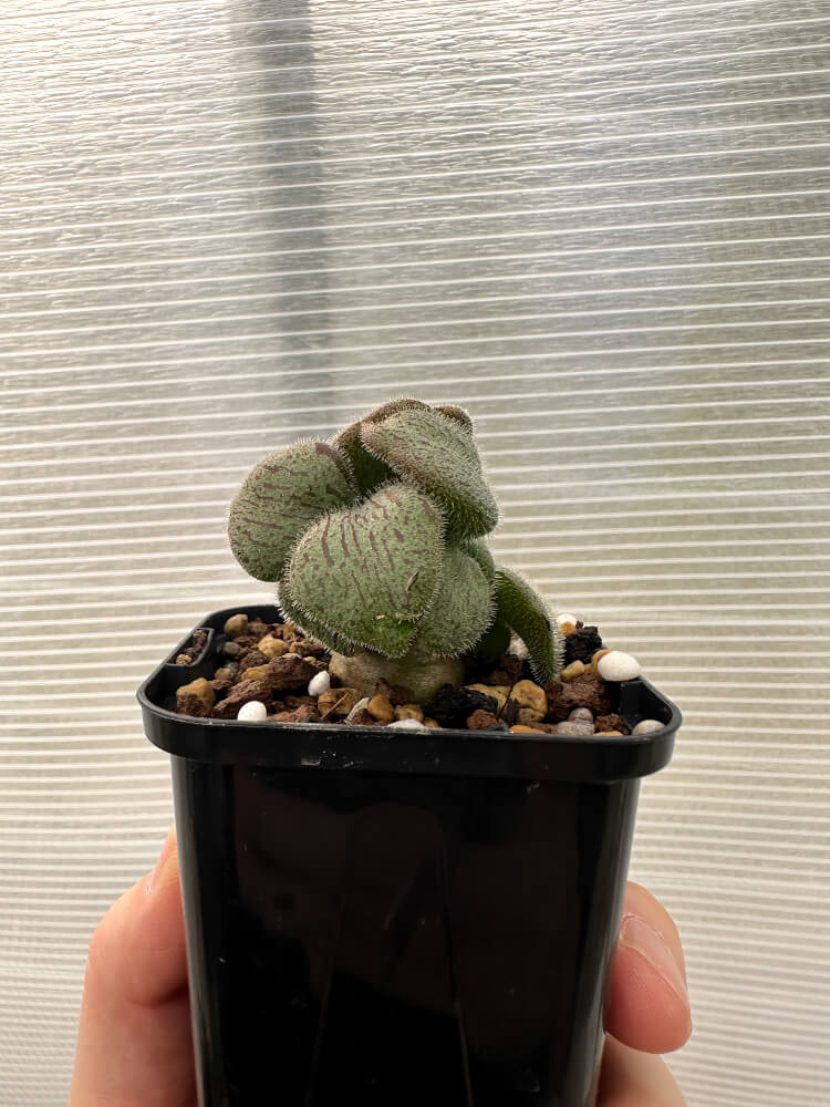 【現品限り】チレコドン・ノルティ【Q4】 Tylecodon nolteei