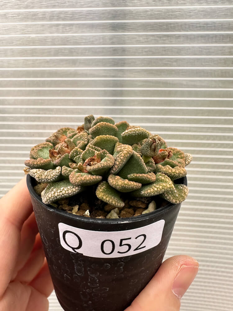 現品限り】チタノプシス 天女扇【Q52】 Titanopsis hugo-schlechteri