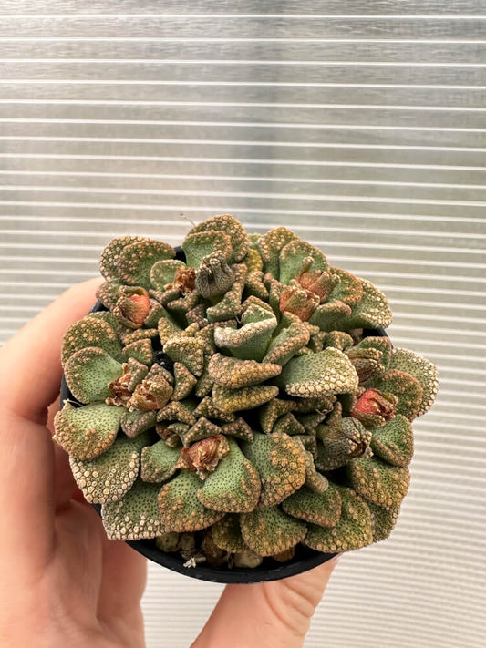 【現品限り】チタノプシス 天女扇【Q52】 Titanopsis hugo-schlechteri