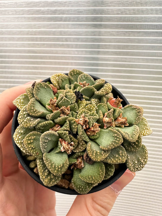 【現品限り】チタノプシス 天女扇【Q53】 Titanopsis hugo-schlechteri