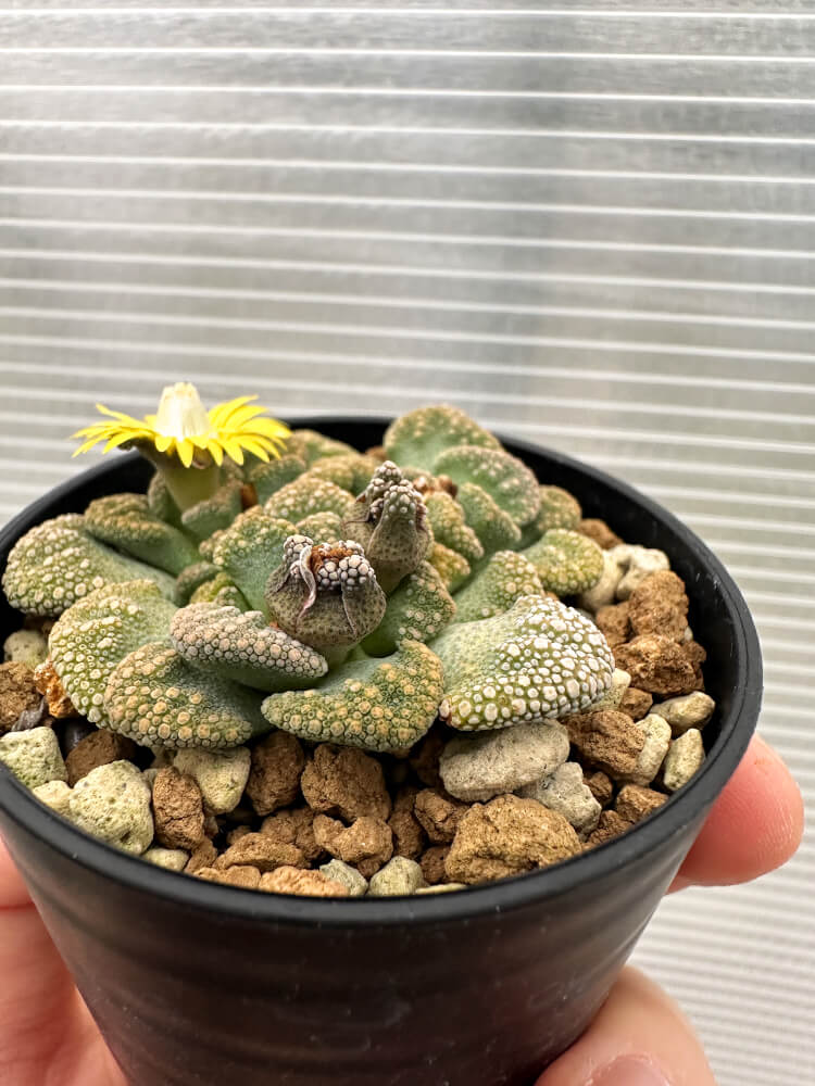 【現品限り】チタノプシス 天女扇【Q55】 Titanopsis hugo-schlechteri