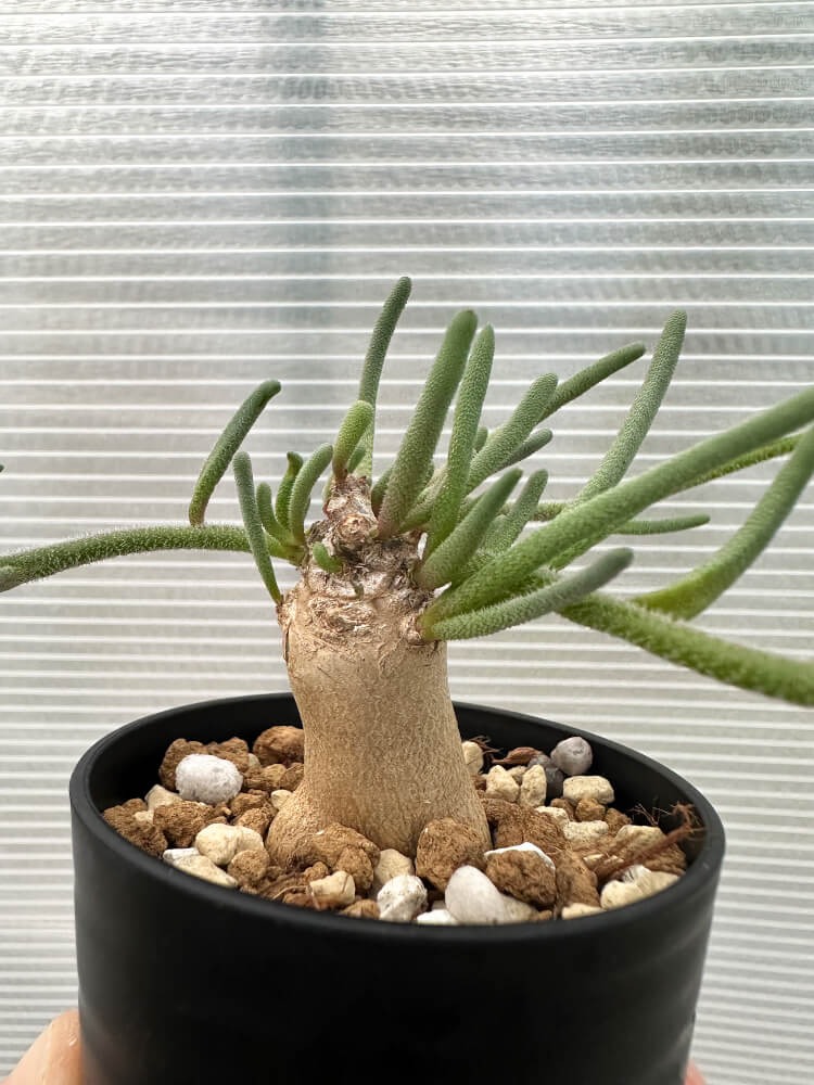 【現品限り】フィロボルス・テヌイフロルス【Q62】 Phyllobolus tenuiflorus