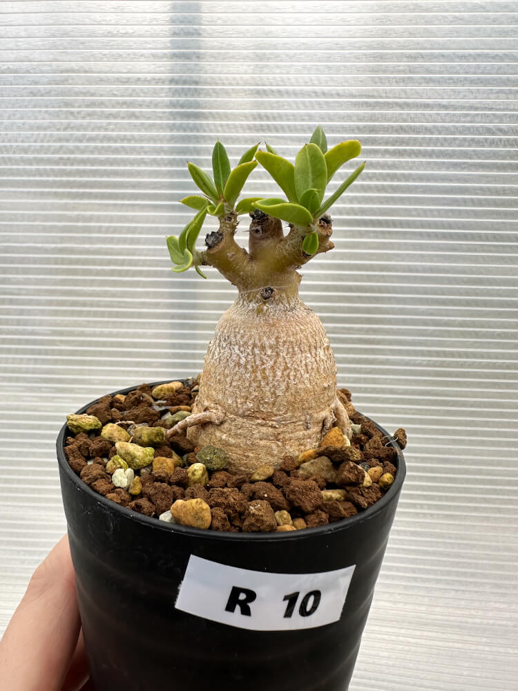 現品限り】パキポディウム・ビスピノーサム【R10】 Pachypodium