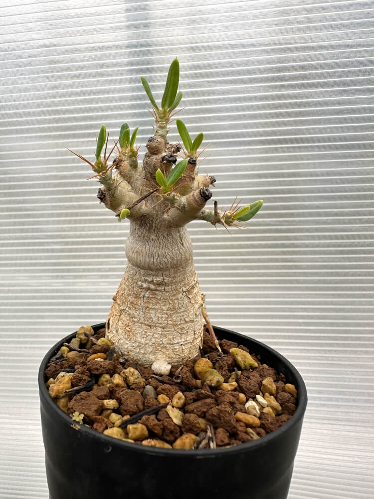 【現品限り】パキポディウム・ビスピノーサム【R11】 Pachypodium bispinosum