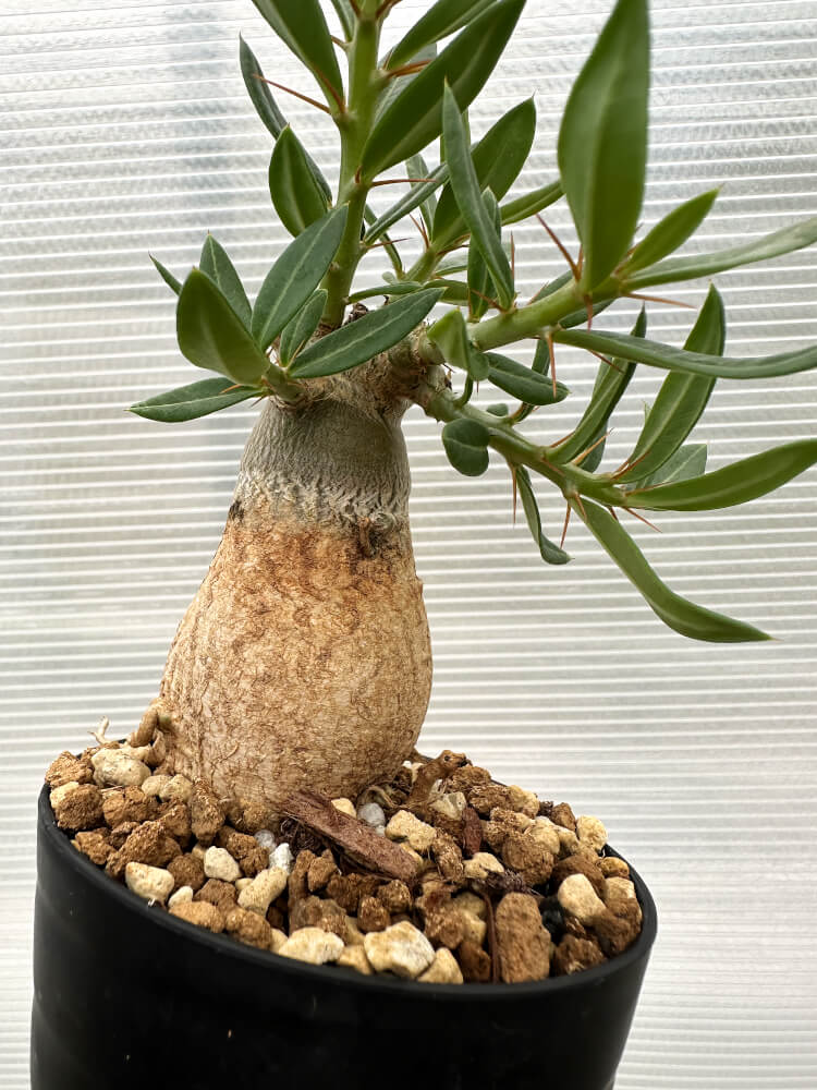 【現品限り】パキポディウム・ビスピノーサム【R12】 Pachypodium bispinosum