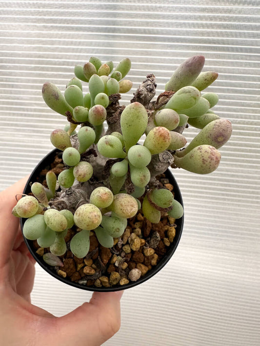 【現品限り】オトンナ・クラビフォリア【R13】 Othonna clavifolia