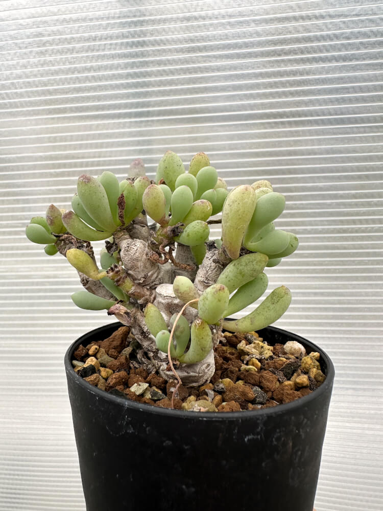 【現品限り】オトンナ・クラビフォリア【R13】 Othonna clavifolia