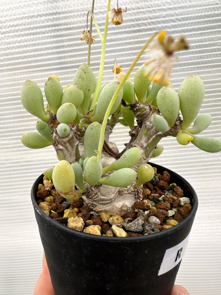 【現品限り】オトンナ・クラビフォリア【R16】 Othonna clavifolia