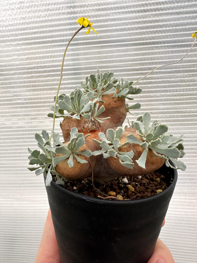 【現品限り】オトンナ・カカリオイデス 大株 現地株 発根済み【R18】 Othonna cacalioides