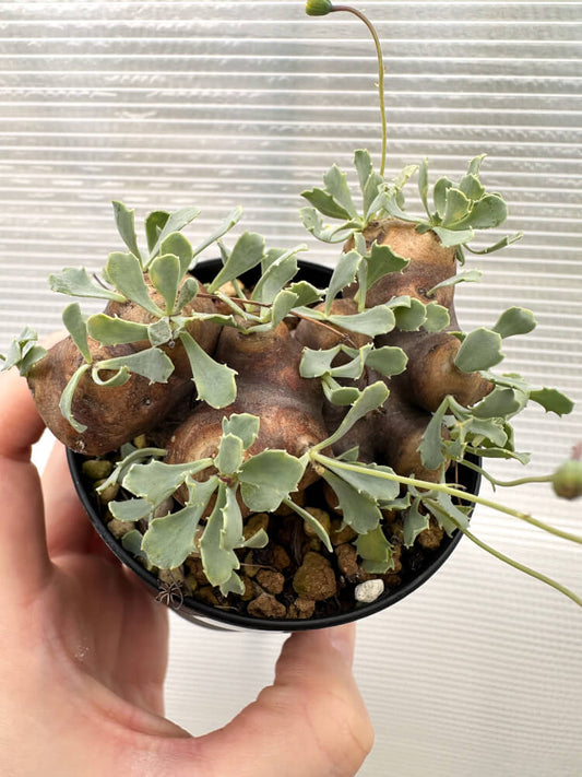 【現品限り】オトンナ・カカリオイデス 大株 現地株 発根済み【R19】 Othonna cacalioides