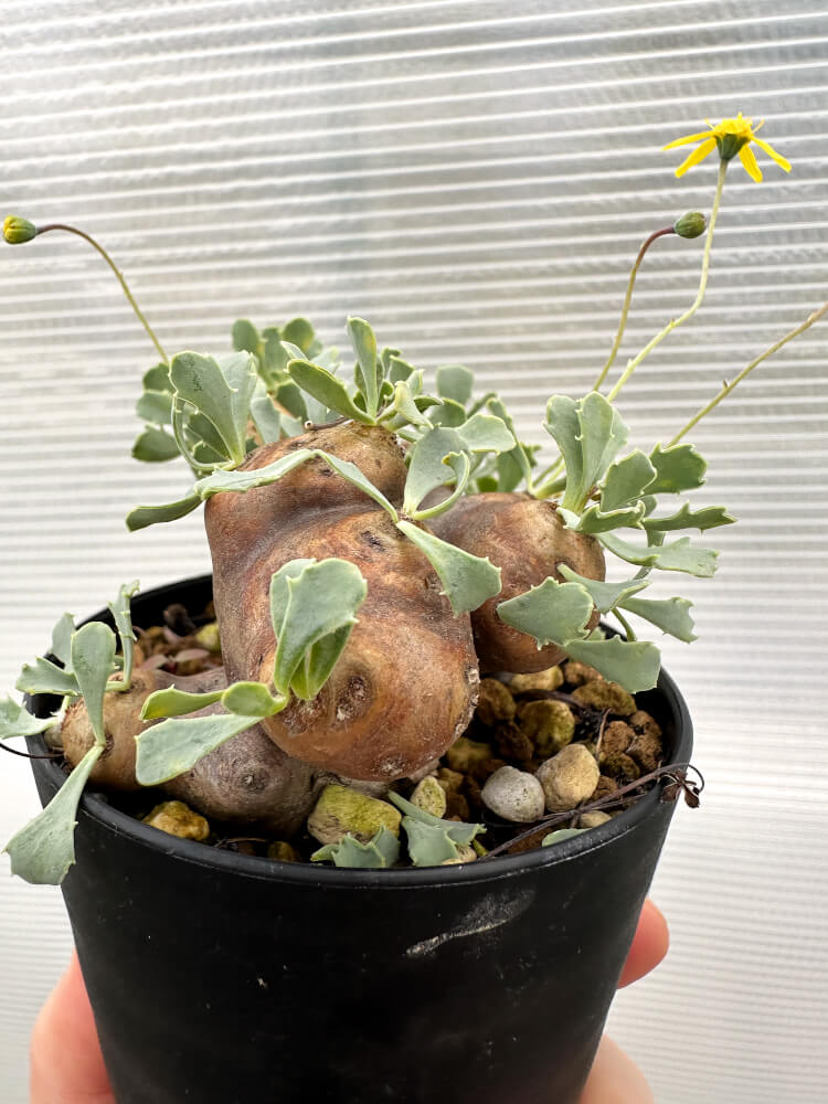 【現品限り】オトンナ・カカリオイデス 大株 現地株 発根済み【R19】 Othonna cacalioides