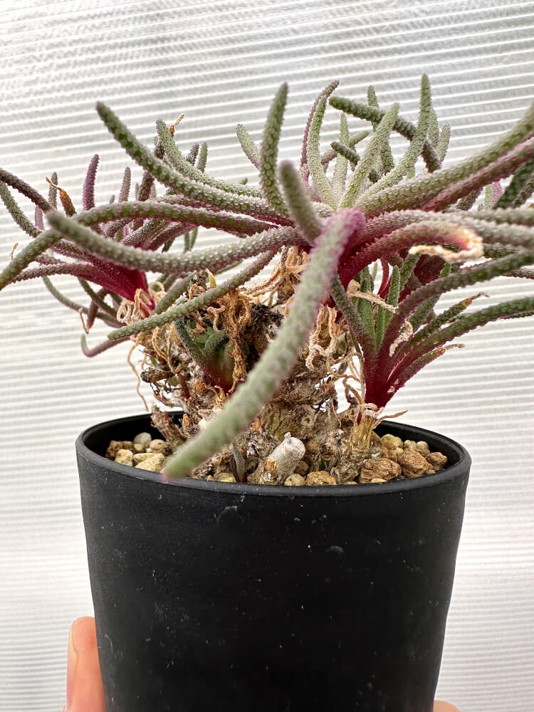 【現品限り】フィロボルス・レスルゲンス【R21】 Phyllobolus resurgens