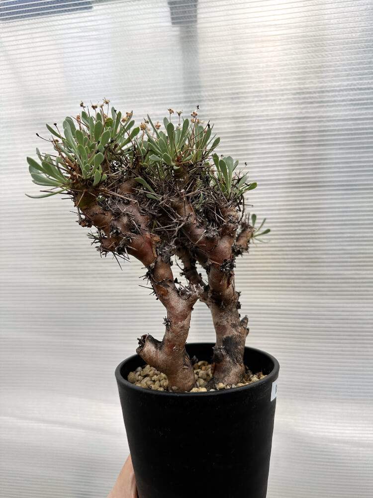 【現品限り】オトンナ・ユーフォルビオイデス 数年管理【R28】 Othonna euphorbioides