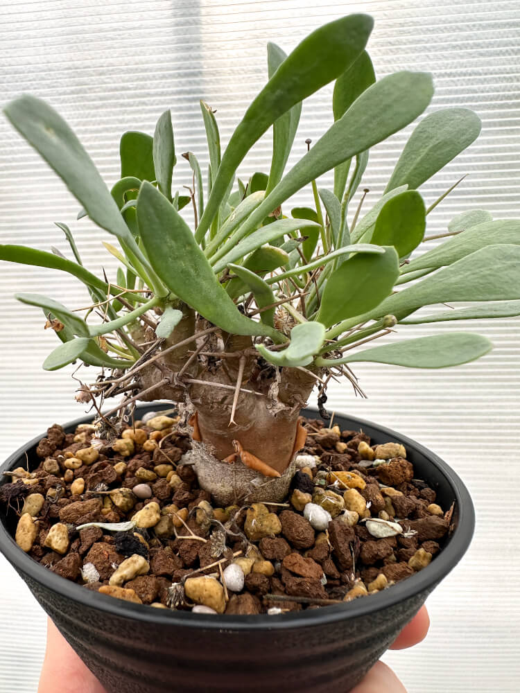 【現品限り】オトンナ・ユーフォルビオイデス 実生【R29】 Othonna euphorbioides