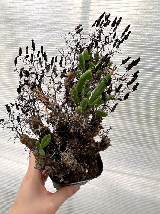 【現品限り】チレコドン・レティキュラータス 万物想 発根済み【R30】 Tylecodon reticulatus