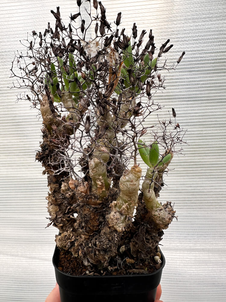 【現品限り】チレコドン・レティキュラータス 万物想 発根済み【R30】 Tylecodon reticulatus