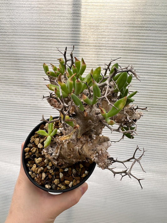 【現品限り】チレコドン・レティキュラータス 万物想 発根済み【R31】 Tylecodon reticulatus