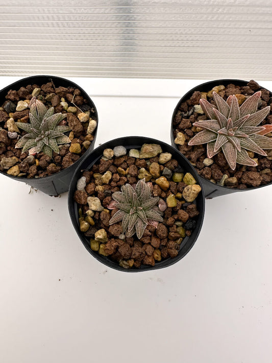 【現品限り】ブルビネ・ハオルチオイデス 3株セット【R35】 Bulbine haworthioides