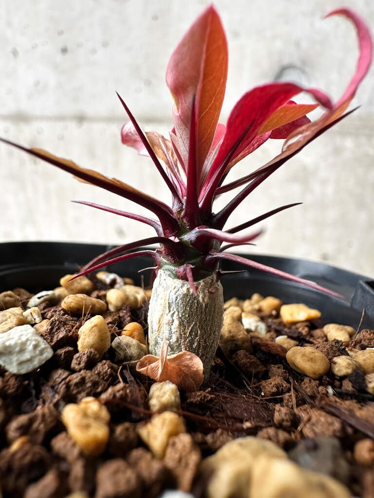 【現品限り】フォークイエリア・ファシクラータ【S10】 Fouquieria fasciculata