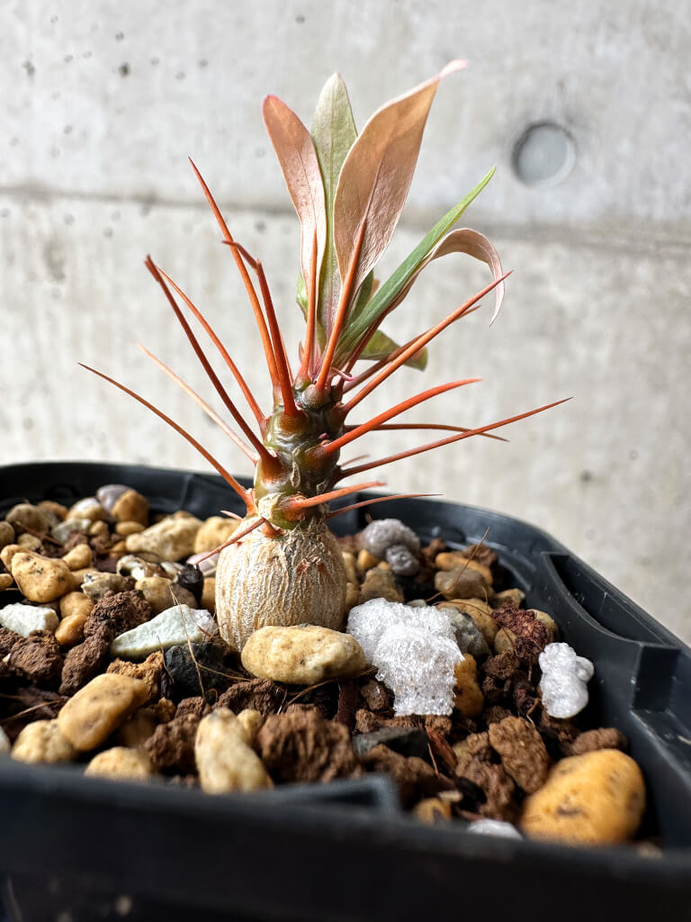 【現品限り】フォークイエリア・プルプシー【S12】 Fouquieria purpusii