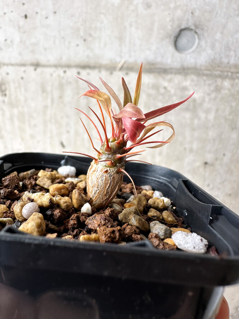 【現品限り】フォークイエリア・プルプシー【S13】 Fouquieria purpusii